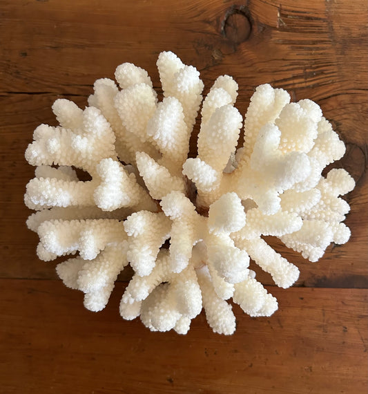 Natural Coral 9” W x 7” D x 5.5” H
