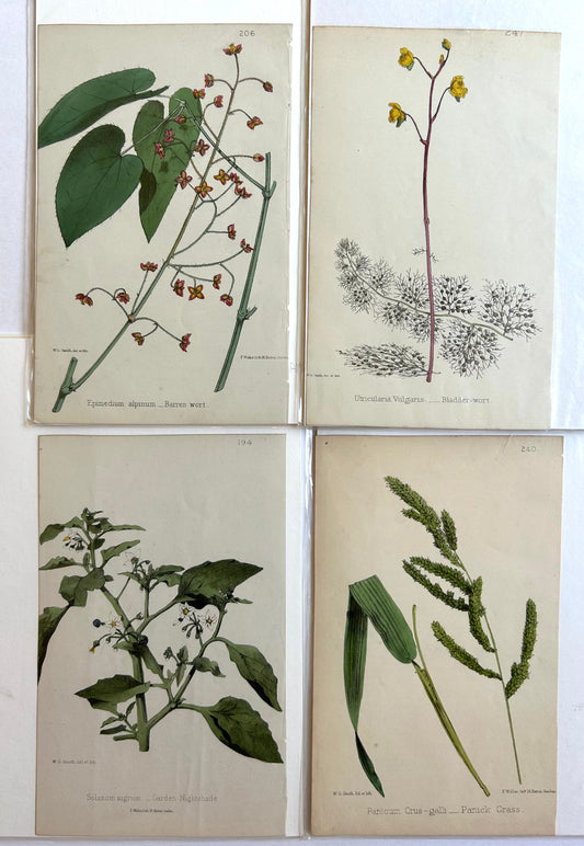 Set of 4 1866 The Wild Flowers of Great Britain by Robert Hogg