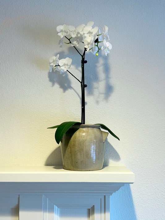 7” French Confit Pot