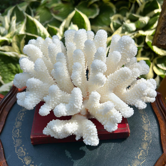 Natural Coral 10” x 8” x 5”