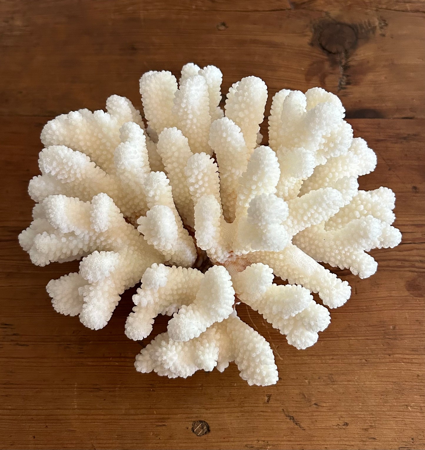 Natural Coral 9” W x 7” D x 5.5” H